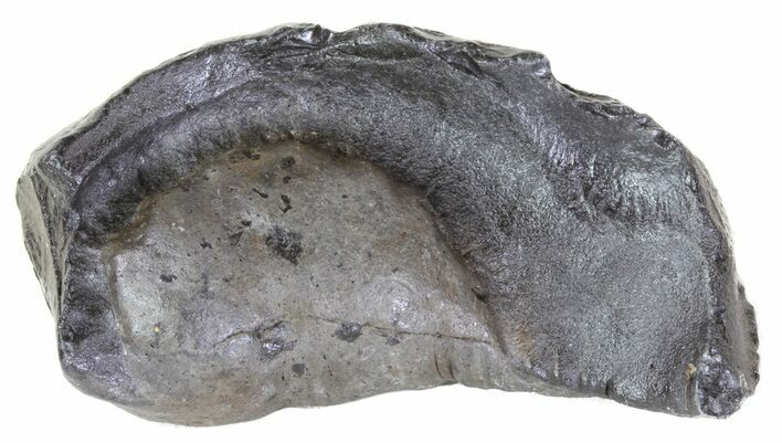 Fossil Whale Ear Bone - Miocene #63545